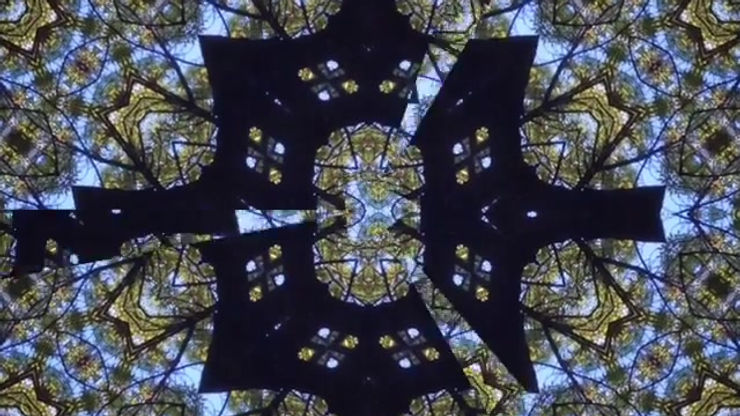 CIELO DE ARBOL